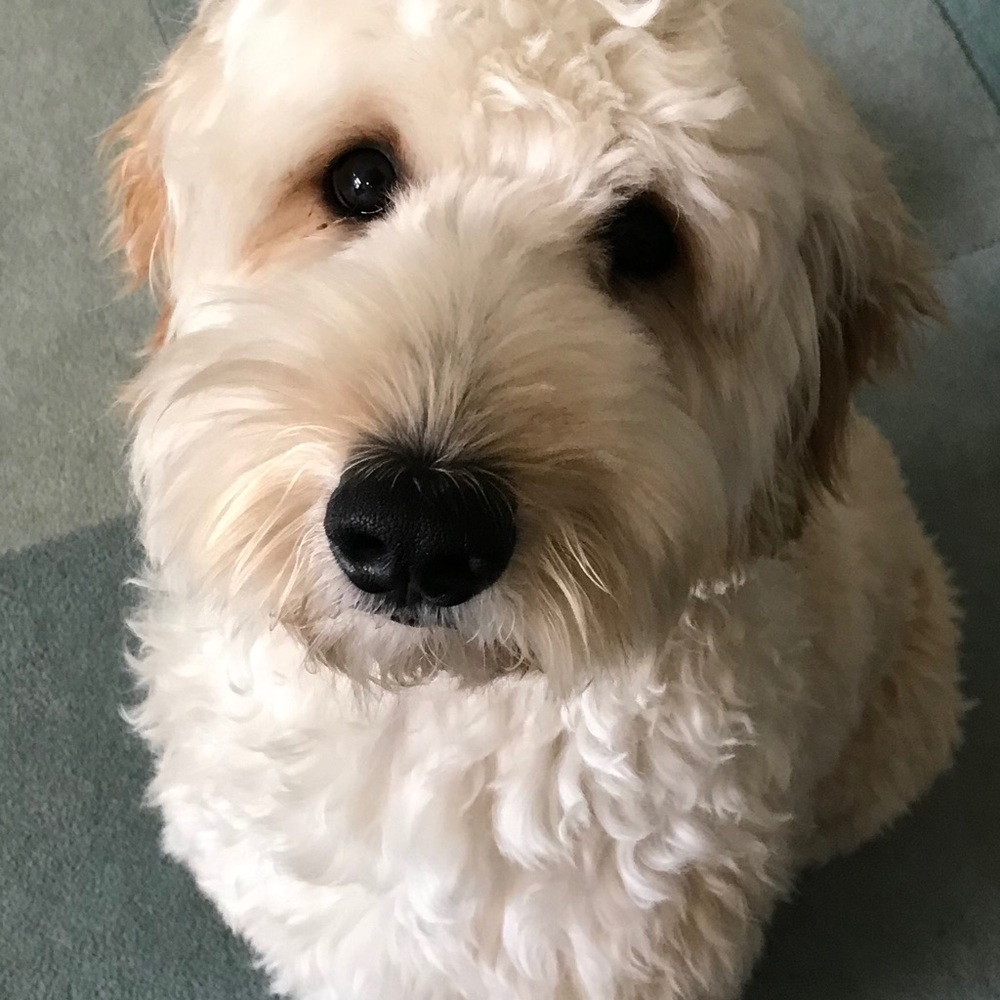 Meet your Posher, Caroline